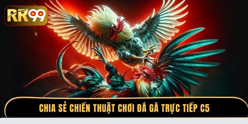 Chia sẻ chiến thuật chơi đá gà trực tiếp C5 