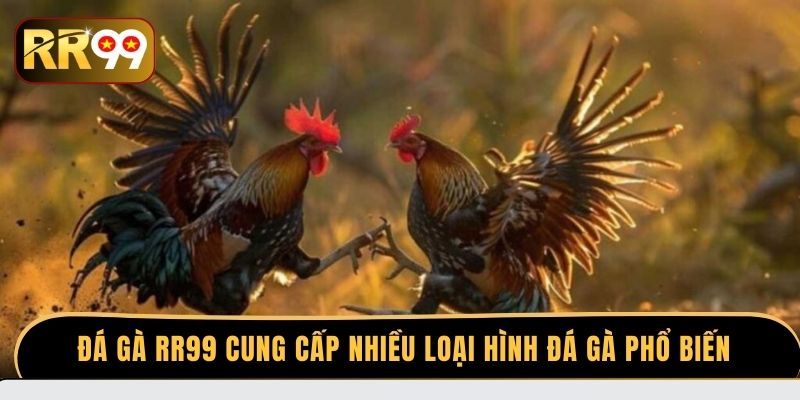Đá gà RR99 cung cấp nhiều loại hình đá gà phổ biến