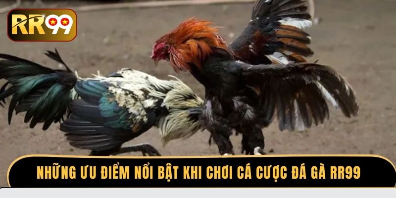 Những ưu điểm nổi bật khi chơi cá cược đá gà RR99
